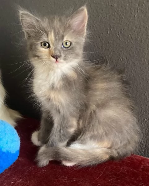 Gattina simil Norvegese femmina  | Foto 2