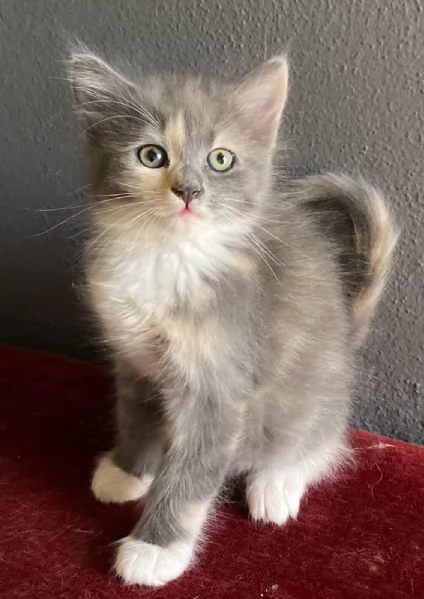 Gattina simil Norvegese femmina 