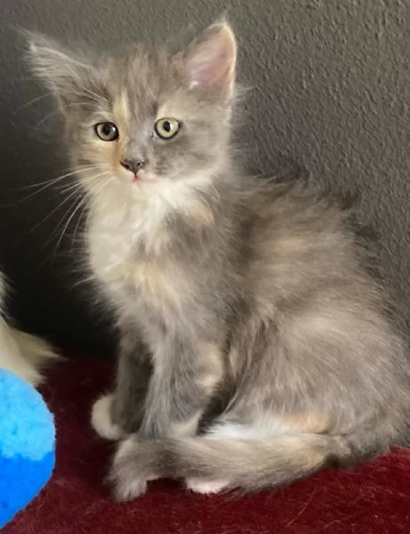 Gattina simil Norvegese femmina  | Foto 1