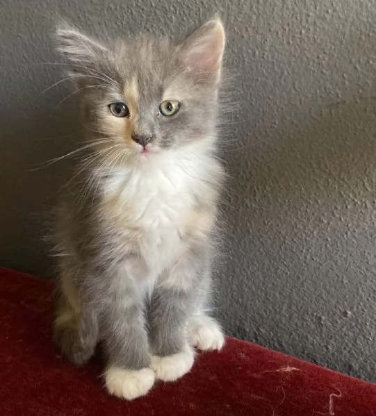 Gattina simil Norvegese femmina  | Foto 0