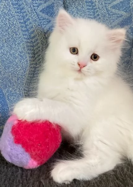 Gattino persiano normotipo maschio 