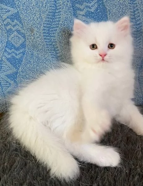 Gattino persiano normotipo maschio  | Foto 6