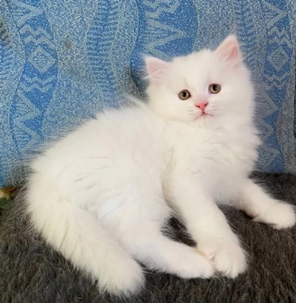 Gattino persiano normotipo maschio  | Foto 5
