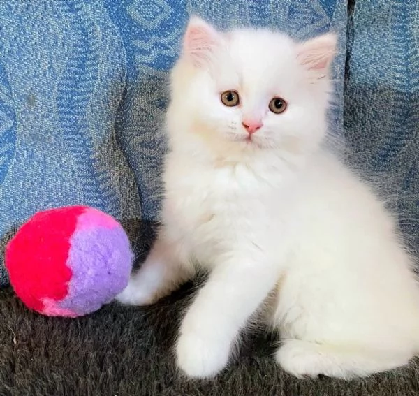 Gattino persiano normotipo maschio  | Foto 4