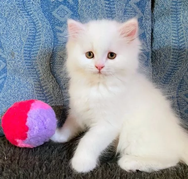 Gattino persiano normotipo maschio  | Foto 3