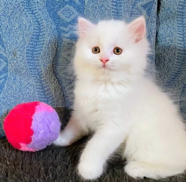 Gattino persiano normotipo maschio  | Foto 2