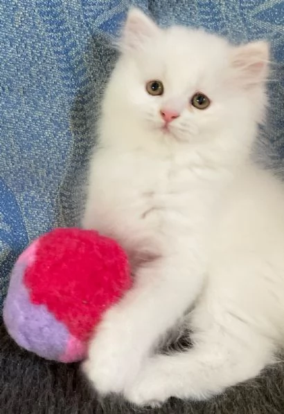 Gattino persiano normotipo maschio  | Foto 1