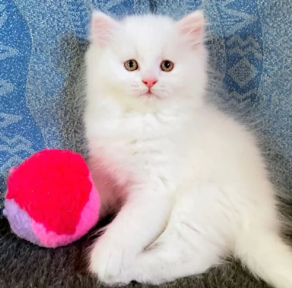 Gattino persiano normotipo maschio  | Foto 0