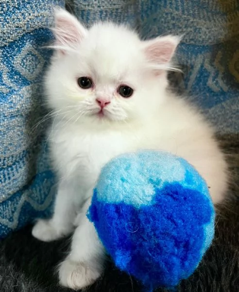 Cucciolo di persiani normotipo MASCHIO  | Foto 4
