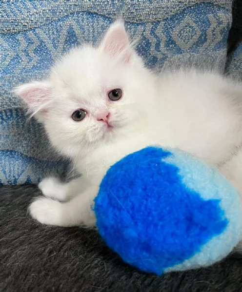 Cucciolo di persiani normotipo MASCHIO  | Foto 3