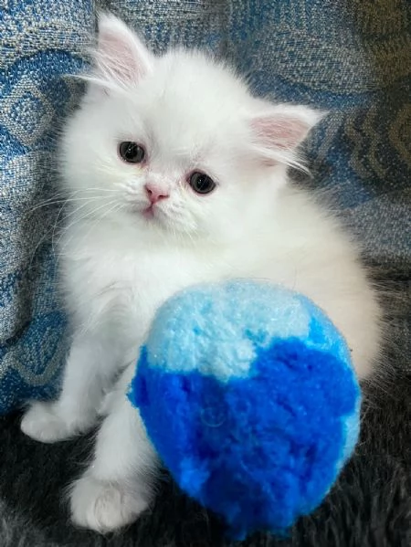 Cucciolo di persiani normotipo MASCHIO 