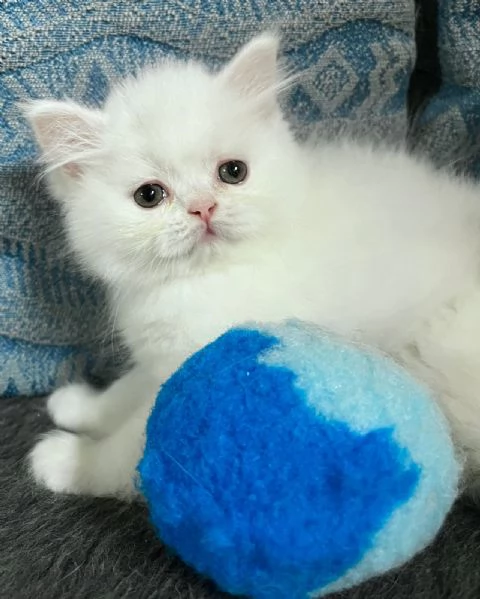 Cucciolo di persiani normotipo MASCHIO  | Foto 2