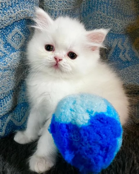 Cucciolo di persiani normotipo MASCHIO  | Foto 1