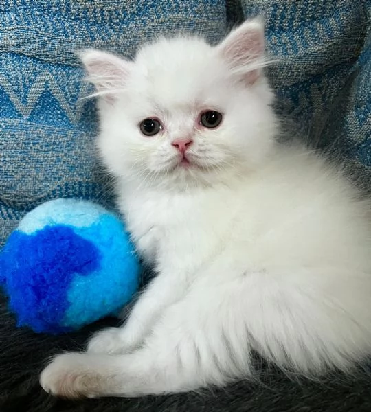 Cucciolo di persiani normotipo MASCHIO  | Foto 0