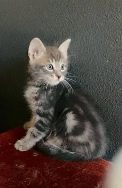 Gattino mix norvegese maschio  | Foto 5