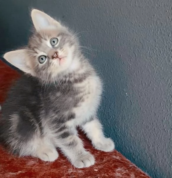 Gattino maschio mix norvegese  | Foto 2