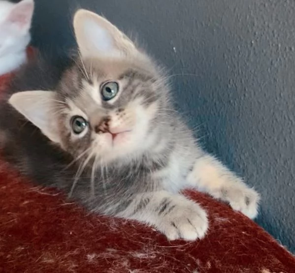 Gattino mix norvegese  | Foto 6