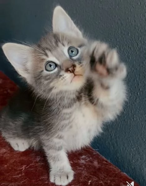 Gattino mix norvegese  | Foto 4