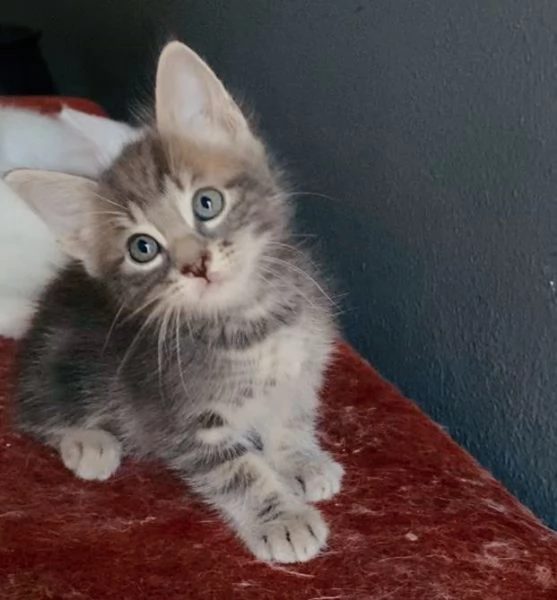 Gattino mix norvegese  | Foto 3