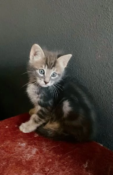 Gattino maschio mix norvegese  | Foto 5