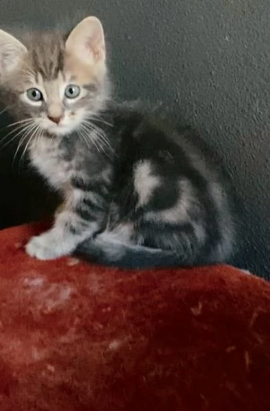 Gattino maschio mix norvegese  | Foto 3