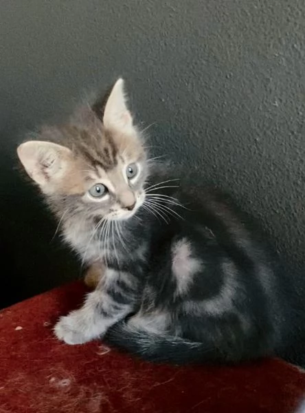 Gattino maschio mix norvegese  | Foto 2
