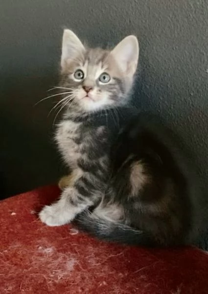 Gattino maschio mix norvegese  | Foto 1
