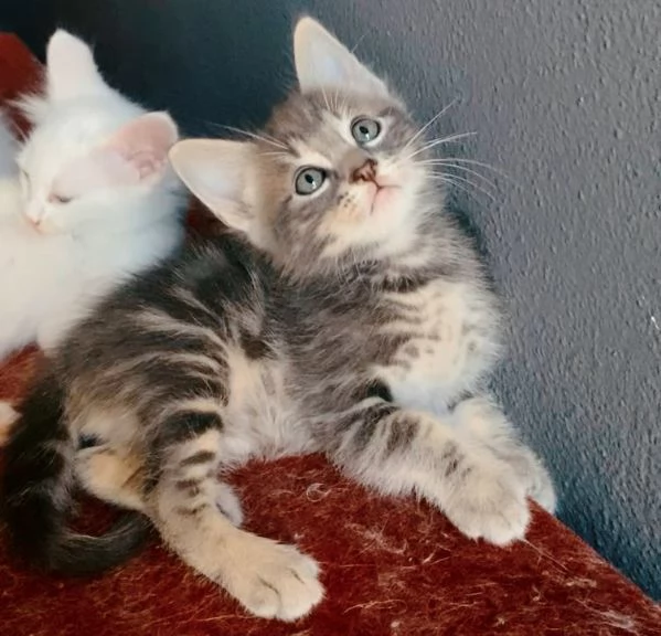 Dolce gattino maschio mix norvegese  | Foto 6