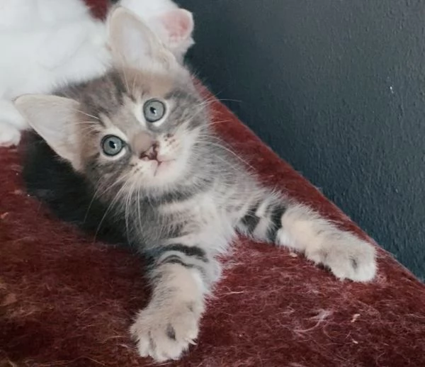 Dolce gattino maschio mix norvegese  | Foto 5
