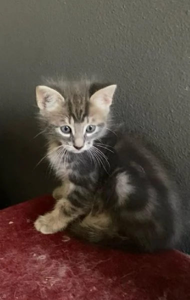Dolce cucciolo maschio mix norvegese  | Foto 3