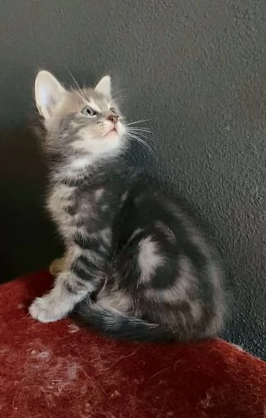 Dolce cucciolo maschio mix norvegese  | Foto 2