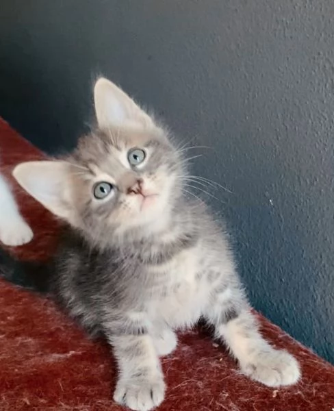Gattino mix norvegese europeo maschio  | Foto 5