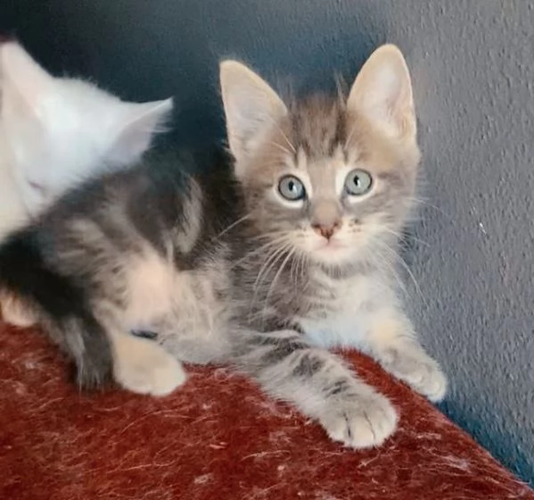 Gattino mix norvegese europeo maschio  | Foto 3