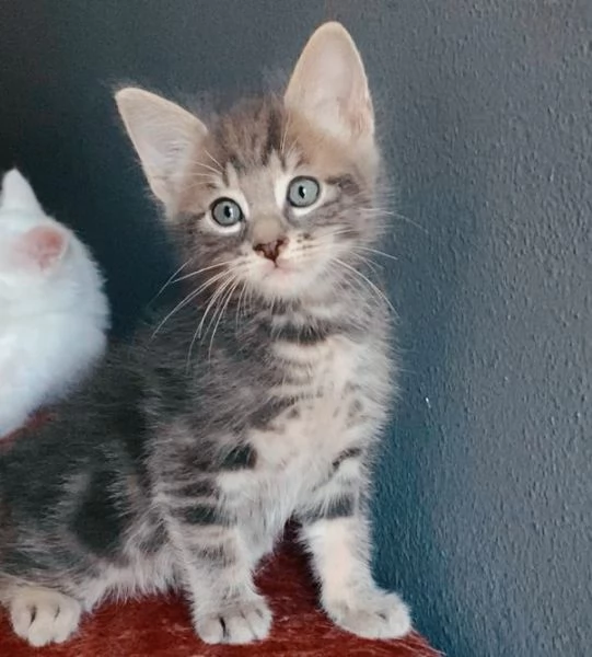 Gattino mix norvegese europeo maschio  | Foto 0