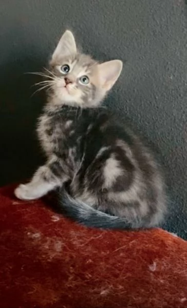 Gattino maschio mix europeo norvegese  | Foto 3