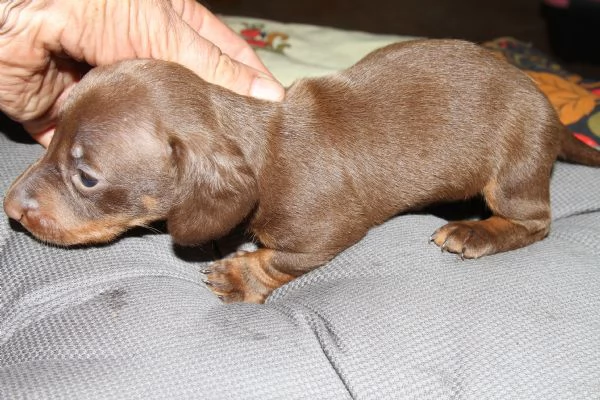 cuccioli bassotti