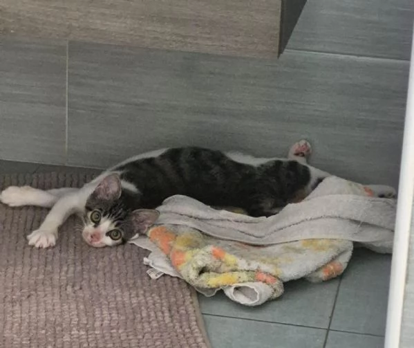 Frog cucciolo di 2 mesi principe ranocchio | Foto 0