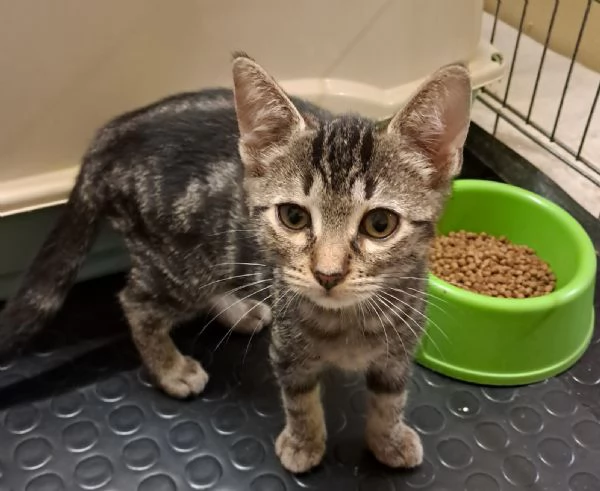 Emy cucciola di due mesi