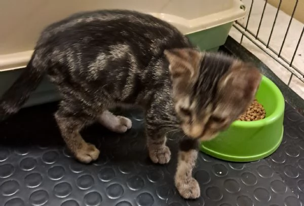 Emy cucciola di due mesi | Foto 1