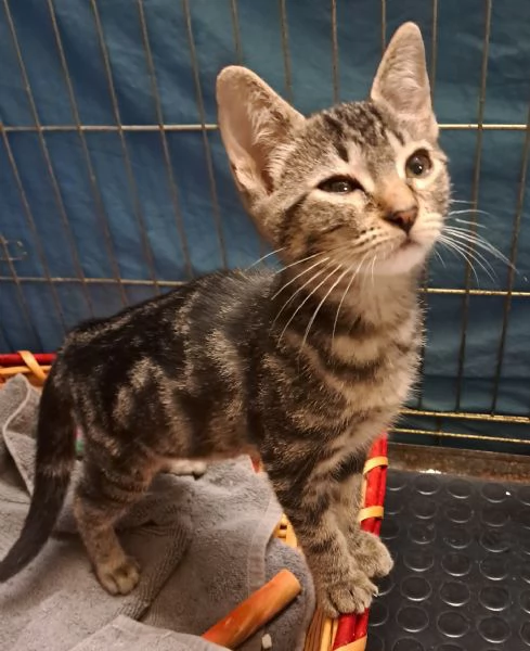 Emy cucciola di due mesi | Foto 0