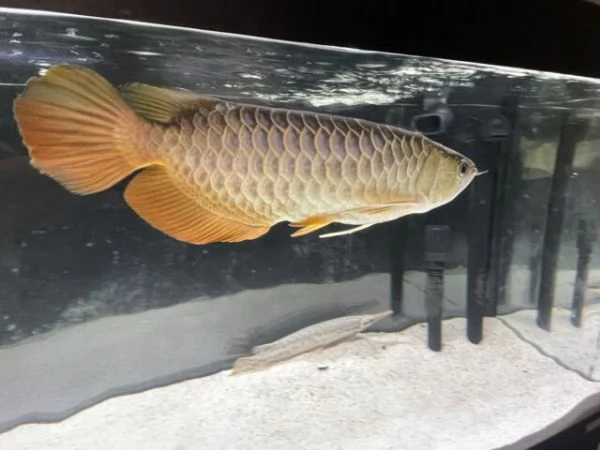 Pesce Arowana di qualit in vendita