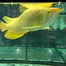 Pesce Arowana di qualit in vendita | Foto 0