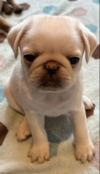 Cuccioli di carlino | Foto 0