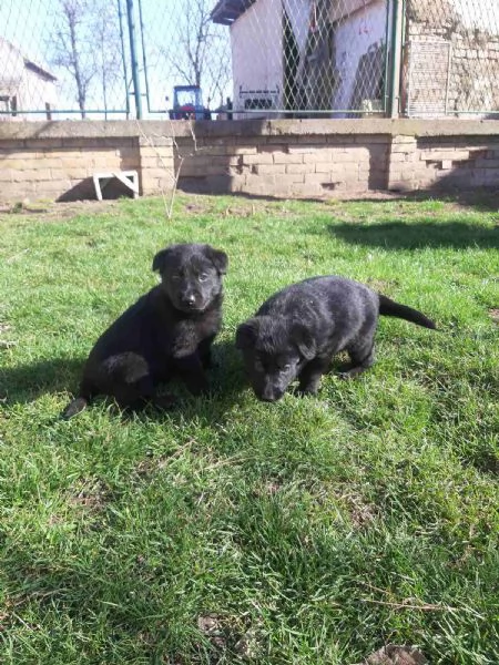 Cuccioli di pastore tedesco nero | Foto 6