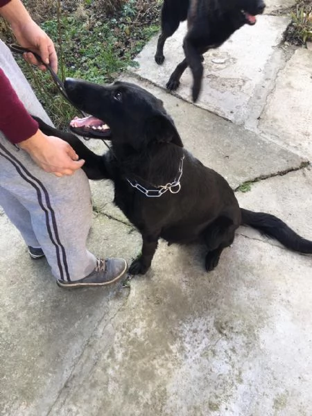 Cuccioli di pastore tedesco nero | Foto 5