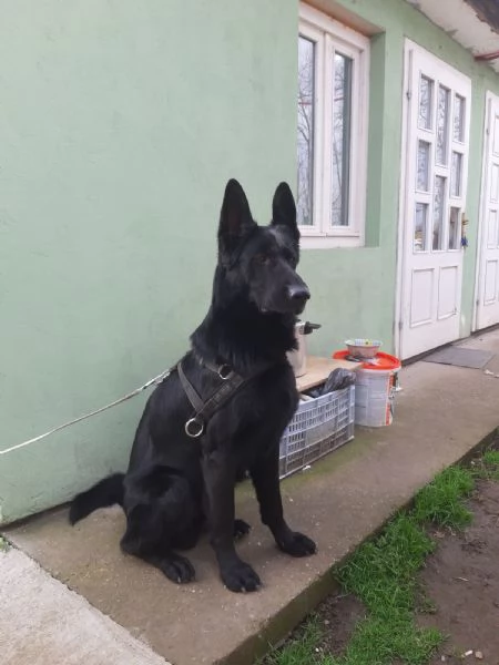 Cuccioli di pastore tedesco nero | Foto 3