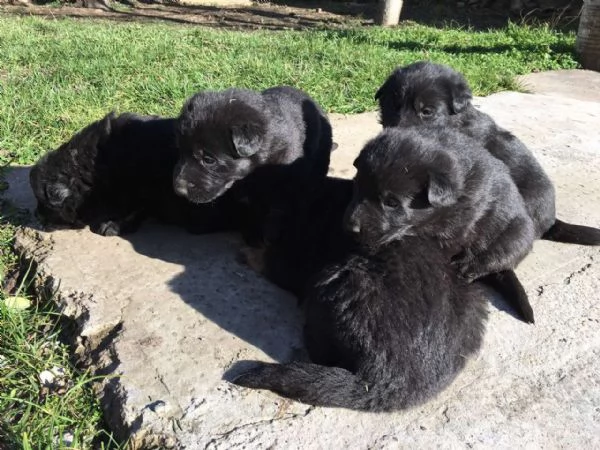 Cuccioli di pastore tedesco nero