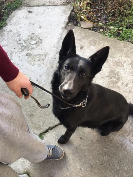 Cuccioli di pastore tedesco nero | Foto 0