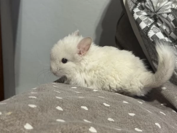 Cucciolo Cincill Angora | Foto 4