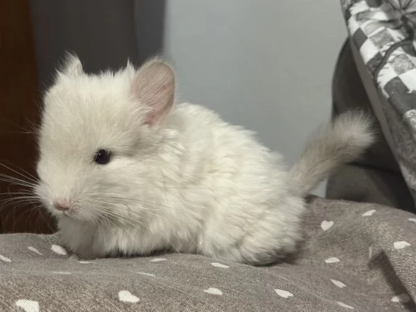 Cucciolo Cincill Angora | Foto 3